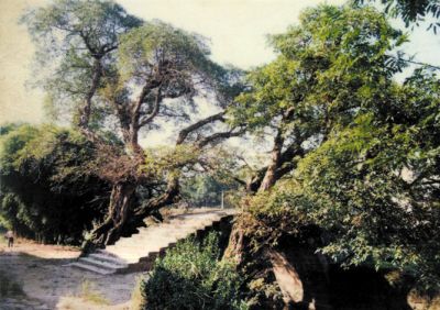 禮讓鎮(zhèn)政府違法挖走千年黃葛樹(shù) 引村民強(qiáng)烈不滿