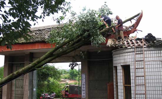 梁平金帶鎮(zhèn)遇10級大風(fēng) 直徑48公分大樹被連根拔起