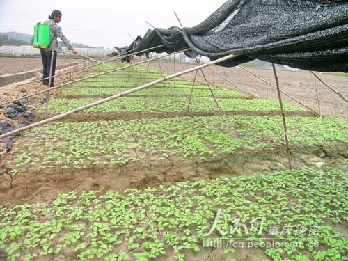 云龍鎮(zhèn)“蔬菜基地鎮(zhèn)”云龍鎮(zhèn)增種秋菜上萬畝
