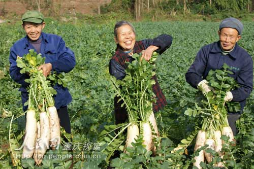 福祿鎮(zhèn)：科學(xué)種植韓國(guó)蘿卜獲高產(chǎn)
