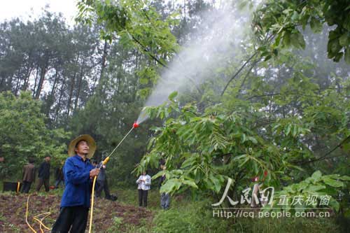 七星鎮(zhèn)：1500畝板栗掛果增倍 預(yù)計收益50萬元