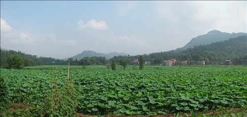 石安鎮(zhèn)蓮藕種植基地—里程壩種植區(qū)