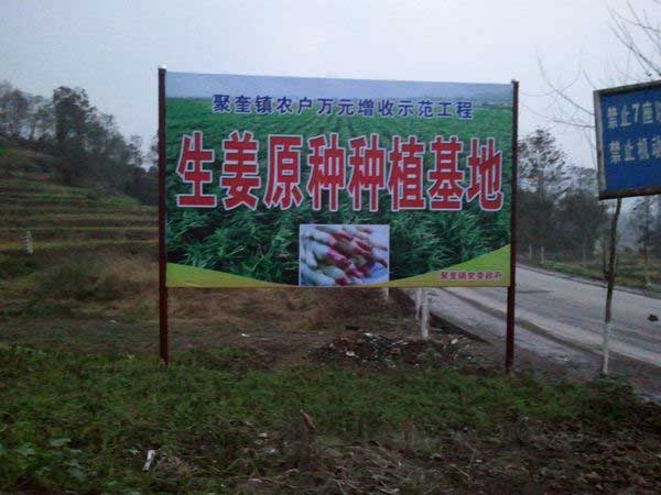 聚奎鎮(zhèn)建成生姜生產(chǎn)基地