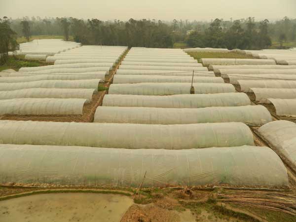 新盛鎮(zhèn)重點打造200畝西瓜種植示范基地