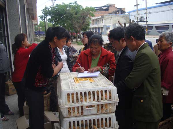 屏錦鎮(zhèn)：關(guān)注困難戶增收 贈(zèng)送雞苗助發(fā)展
