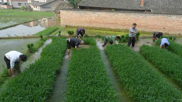 聚奎鎮(zhèn)組織人大代表助耕隊為弱勢群眾農(nóng)忙分憂愁