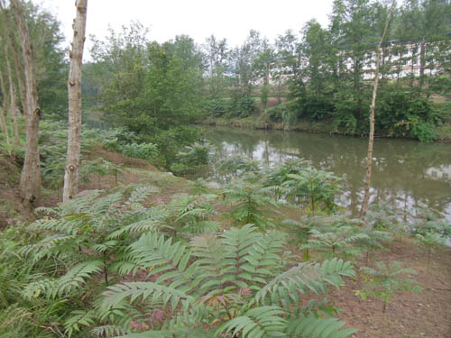 已栽植一年的香椿正在茁壯成長