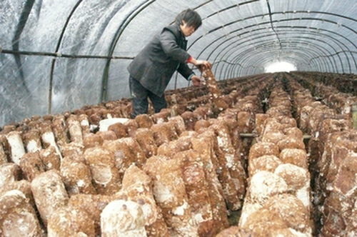 虎城鎮(zhèn)：利用冬閑田種菌 農(nóng)戶(hù)增收見(jiàn)效快