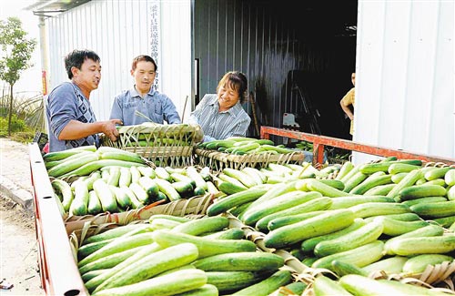梁山街道有機(jī)蔬菜大量上市