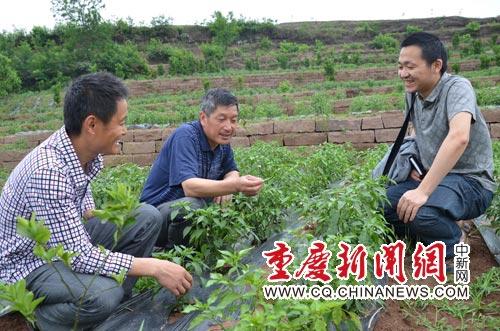 聚奎鎮(zhèn)：王緒勤返鄉(xiāng)種菜感覺真好
