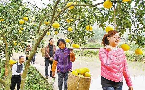 合興鎮(zhèn)：黨員干部幫助缺勞戶采收柚子