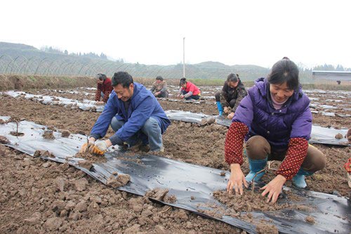 屏錦鎮(zhèn)：打造千萬級(jí)葡萄基地