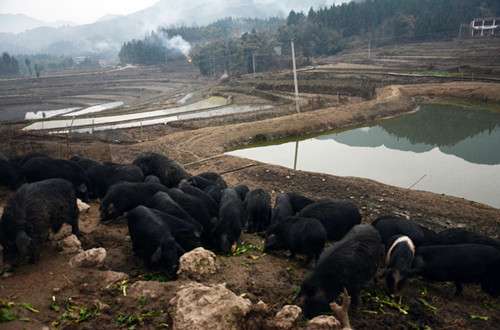 梁平尹貽澤：返鄉(xiāng)創(chuàng)業(yè)養(yǎng)殖藏香豬 肉質(zhì)優(yōu)良成搶手貨