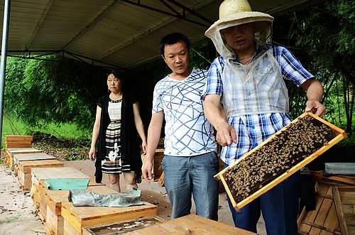 石安鎮(zhèn)：發(fā)展養(yǎng)蜂產(chǎn)業(yè)促農(nóng)增收