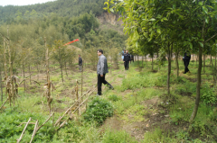 竹山鎮(zhèn)開(kāi)展禁種鏟毒踏查行動(dòng)