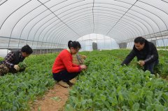 大觀鎮(zhèn)：建高山蔬菜基地 為村民鋪設(shè)致富路