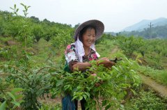 梁平：云龍鎮(zhèn)引進(jìn)錯季李 帶領(lǐng)村民奔小康