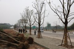 袁驛鎮(zhèn)引進(jìn)百株香樟樹 打造“綠色發(fā)展示范鎮(zhèn)”