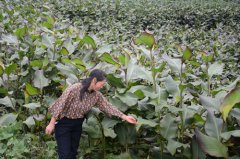 梁平：碧山鎮(zhèn)綠色發(fā)展萌新招 種植姜藕引效益