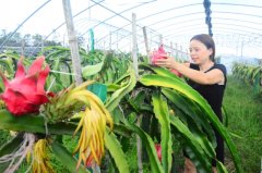 和林鎮(zhèn)萬余株火龍果喜獲豐收 游客采摘好去處