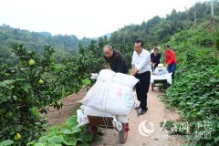 復平鎮(zhèn)蔬菜增收農(nóng)戶脫貧有新途徑