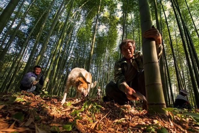搶先打探！梁平百里竹海旅游度假區(qū)5月亮相試運(yùn)營 