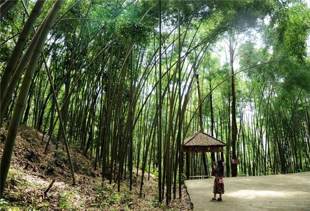 搶先打探！梁平百里竹海旅游度假區(qū)5月亮相試運(yùn)營 