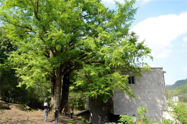 搶先打探！梁平百里竹海旅游度假區(qū)5月亮相試運(yùn)營 