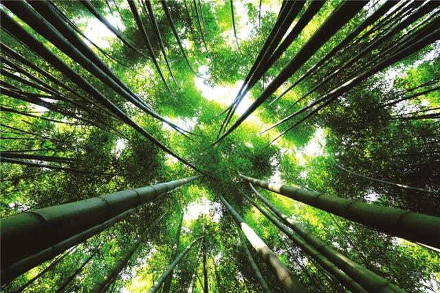 搶先打探！梁平百里竹海旅游度假區(qū)5月亮相試運(yùn)營 