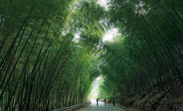 搶先打探！梁平百里竹海旅游度假區(qū)5月亮相試運(yùn)營 
