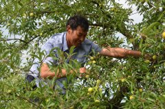 梁平合興鎮(zhèn)：1800畝土種青脆李已上市
