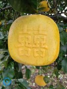 你會(huì)吃嗎？梁平方形柚將上市 價(jià)格是普通柚十倍以上