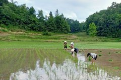 和林鎮(zhèn)：幫助困難群眾趕插秧苗