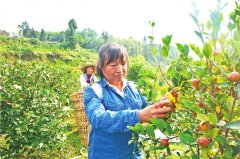 梁平：油茶飄香喜迎豐收 帶動(dòng)村民增收致富
