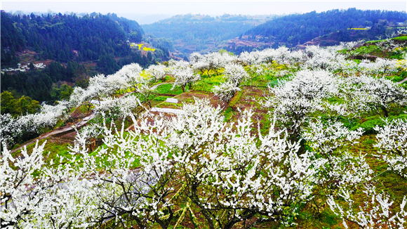 游客在曲水鎮(zhèn)百年李園踏青賞花。肖華 攝