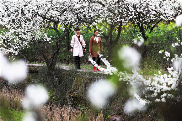 曲水長榜村樓子榜百年李園，李花油菜花盛開，游客漫步花叢間賞花。  肖華 攝