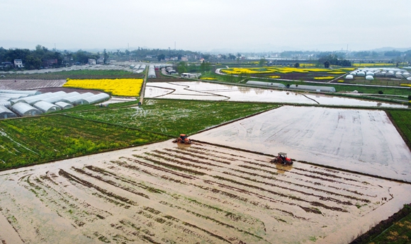3月10日，在梁平區(qū)仁賢街道五一社區(qū)，村民駕駛著翻耕機(jī)耕田。綠油油的平野繪制成一幅美麗的耕春圖。向成國(guó) 攝